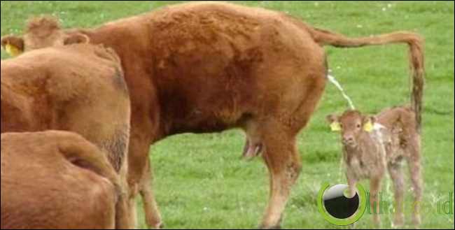 Air Kencing Air Kencing