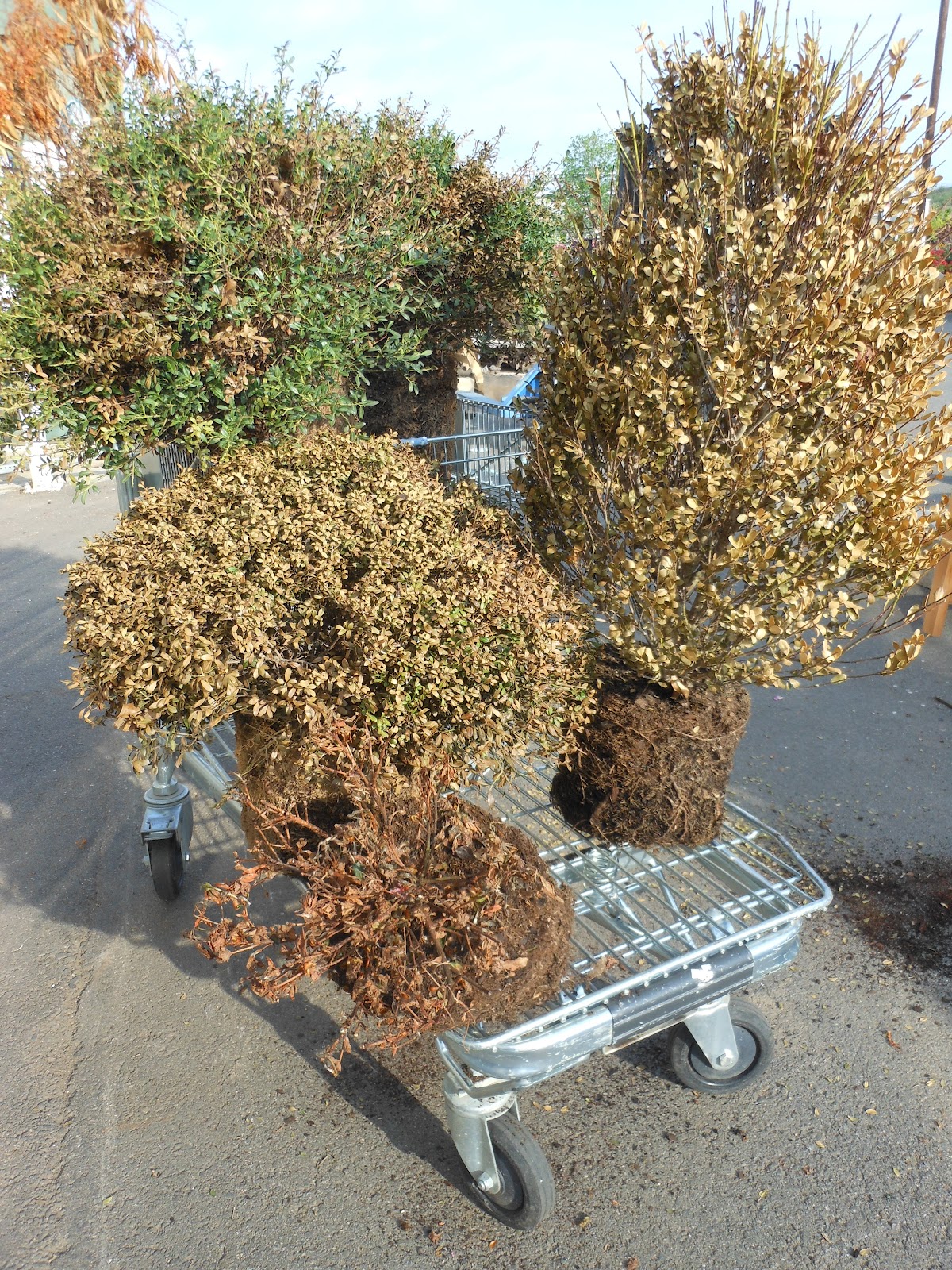 Limelight Hydrangeas In Bloom