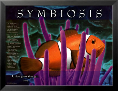 cap-cip-cup's blog: SIMBIOSIS