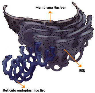 Los lisosomas, su estructura, funciones y algunas