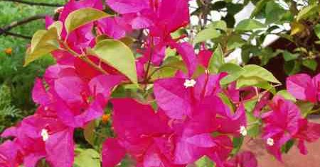 trees planet bougainvillea glabra paper flower lesser bougainvillea paper flower