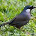 Burung Poksay / Poksai Hitam