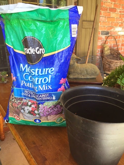 Azaleas Plant Them This Spring