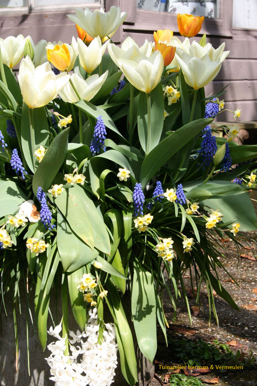 Sneeuwbal Viburnum Davidii Directplant