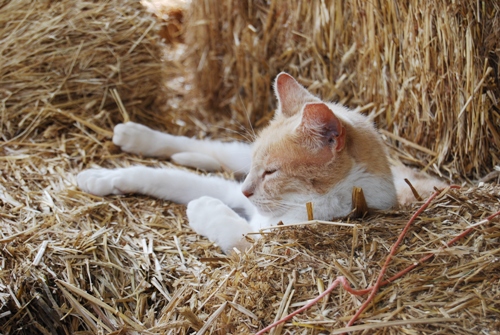The Graeme Park Commonplace Book Graeme The Leader Of The Pack