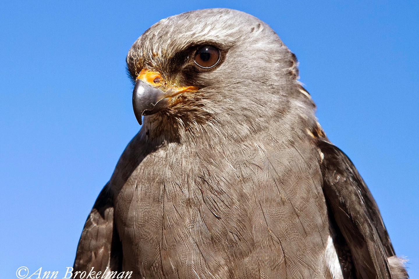 Ann Brokelman Photography Mississippi Kite in florida 2015