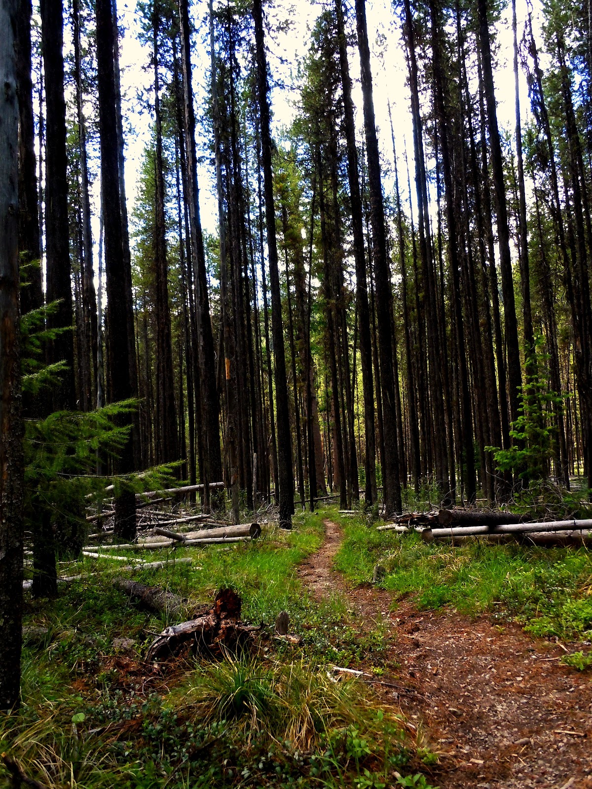 ChirpinBirdie Missing Montana