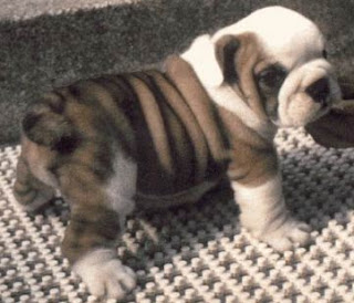 little english bulldog pets dog puppy puppies species breeds animal little english bulldog pets dog puppy puppies species breeds animal