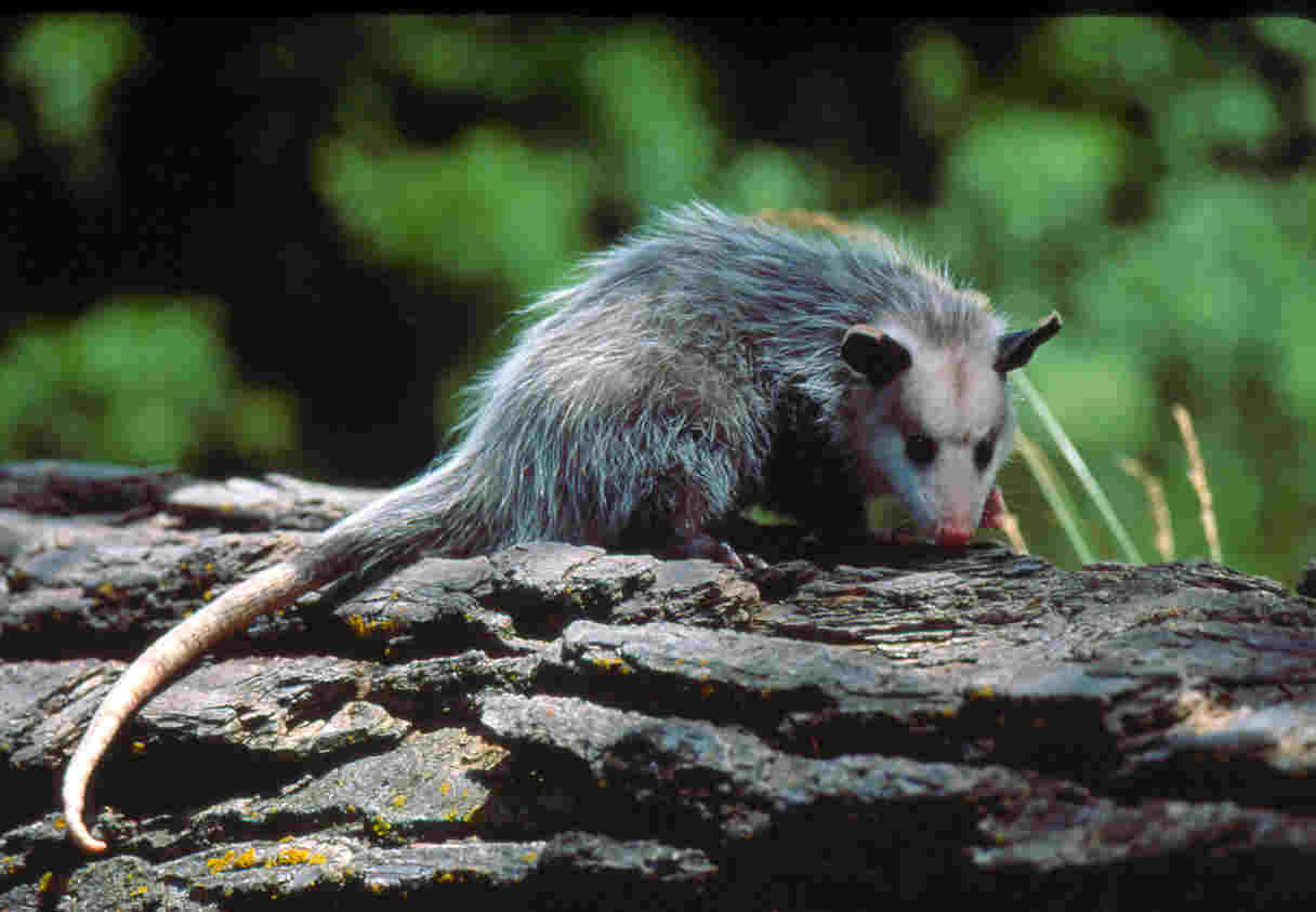 Opossum