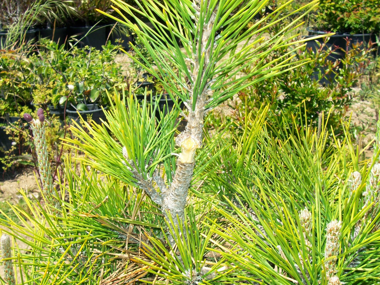 What's happening at Muranaka Bonsai Nursery Cork bark pine airlayer