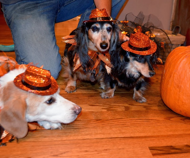 Be Still a Minute... Why My Dogs Hate Halloween...