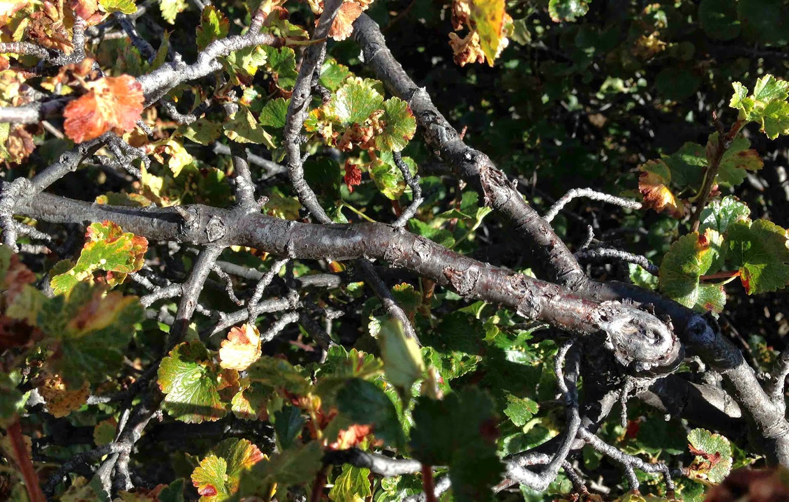 Rocky Mountain Bushcraft Rocky Mountain Edible Plant Identification
