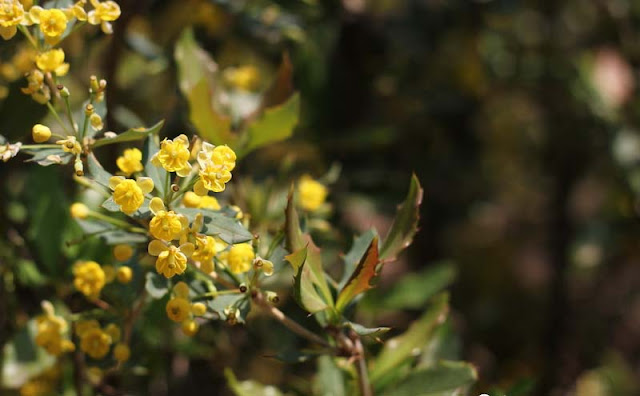 Berberis Pruinosa Flowers Pictures