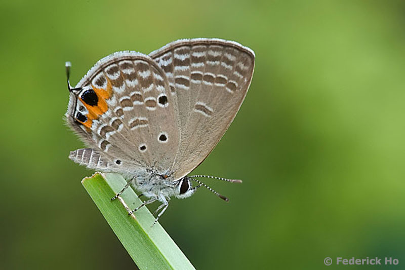 Butterflies of Singapore Observation Notes on the Variability of Two Blues