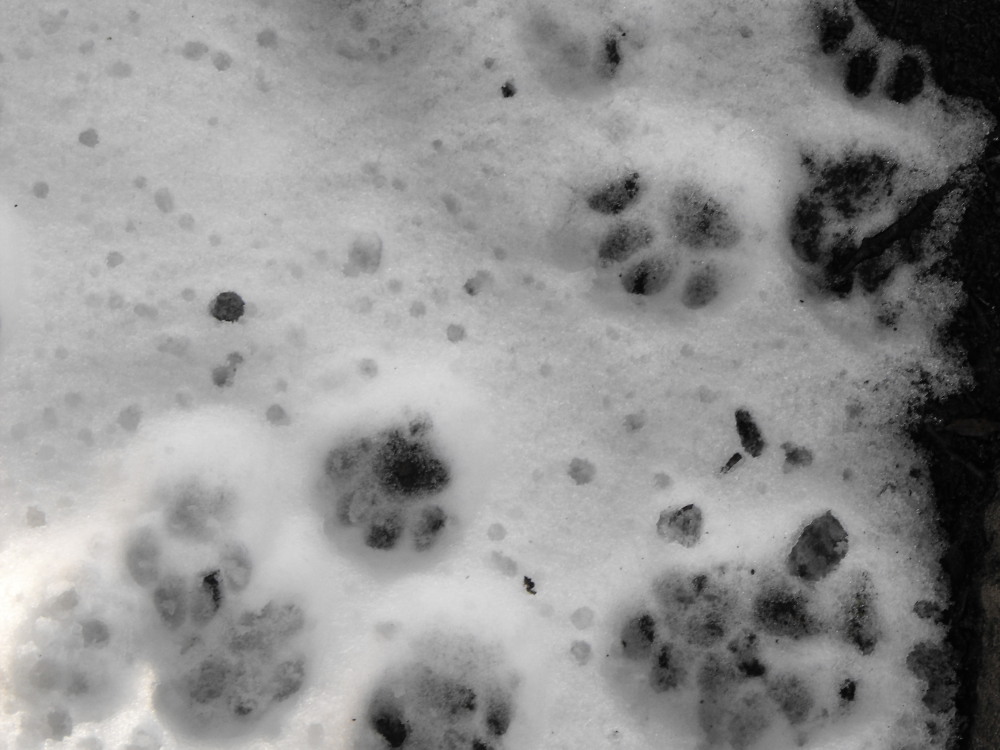 cat foot print cat foot print