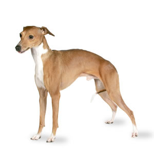 Dog Training Words In Italian Dog Training Words In Italian