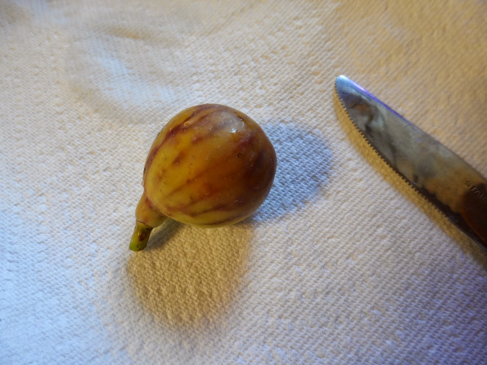 Fig Cuttings For Sale