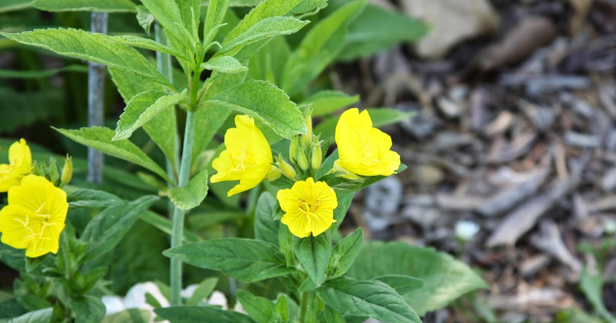 Common Evening Primrose is Oenothera biennis