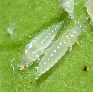 Two thrips larvae, one with red eyes
