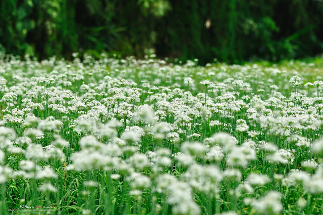 [桃園] 大溪中新里韭菜花