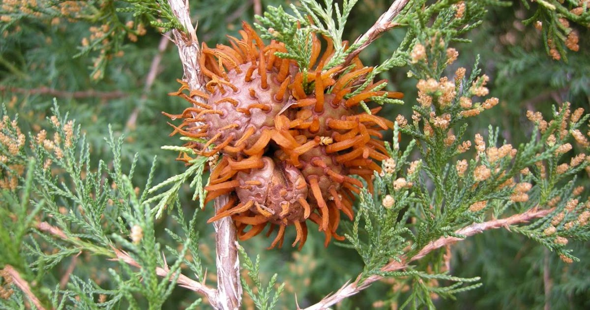 NCSU PDIC Be on the Lookout for Cedar Apple Rust