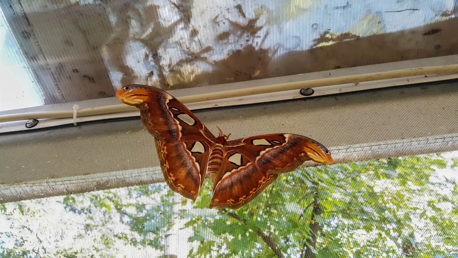 Expozitia Cu Fluturi Exotici Coroda