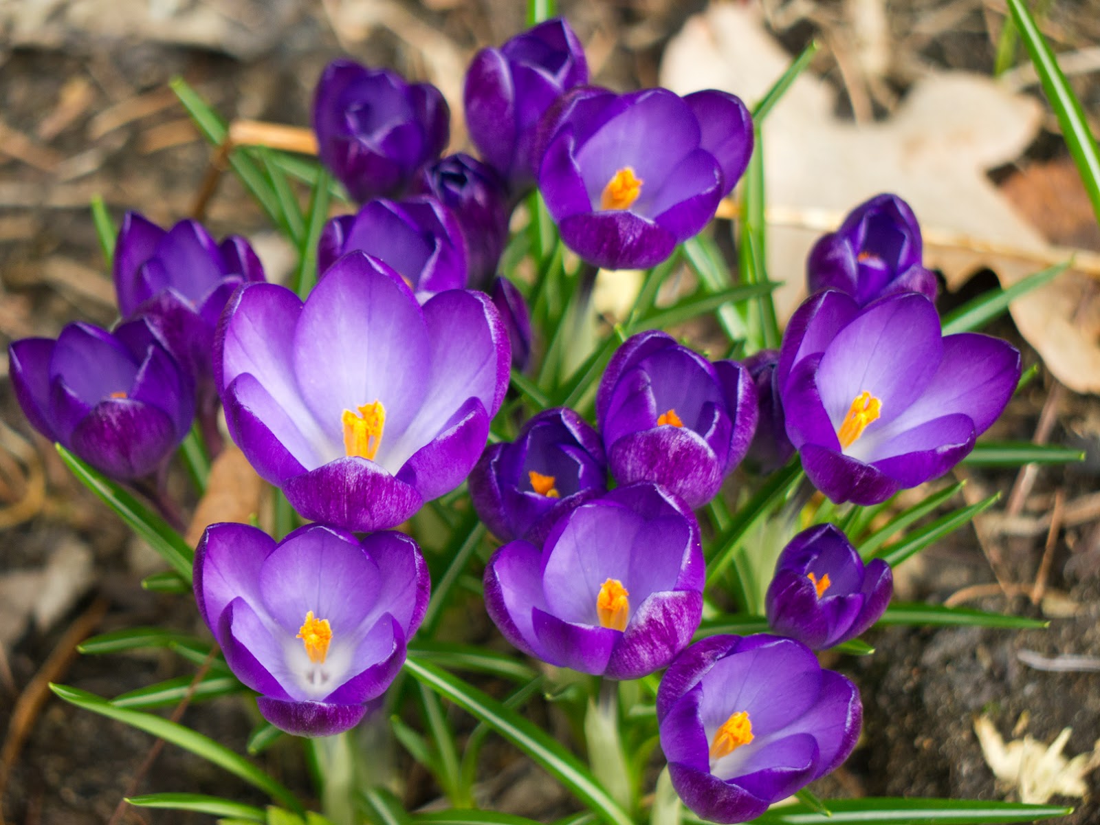 Garten Bilder Die Krokusse