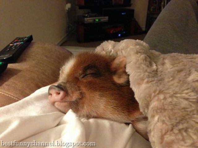 Funny sleeping pig.