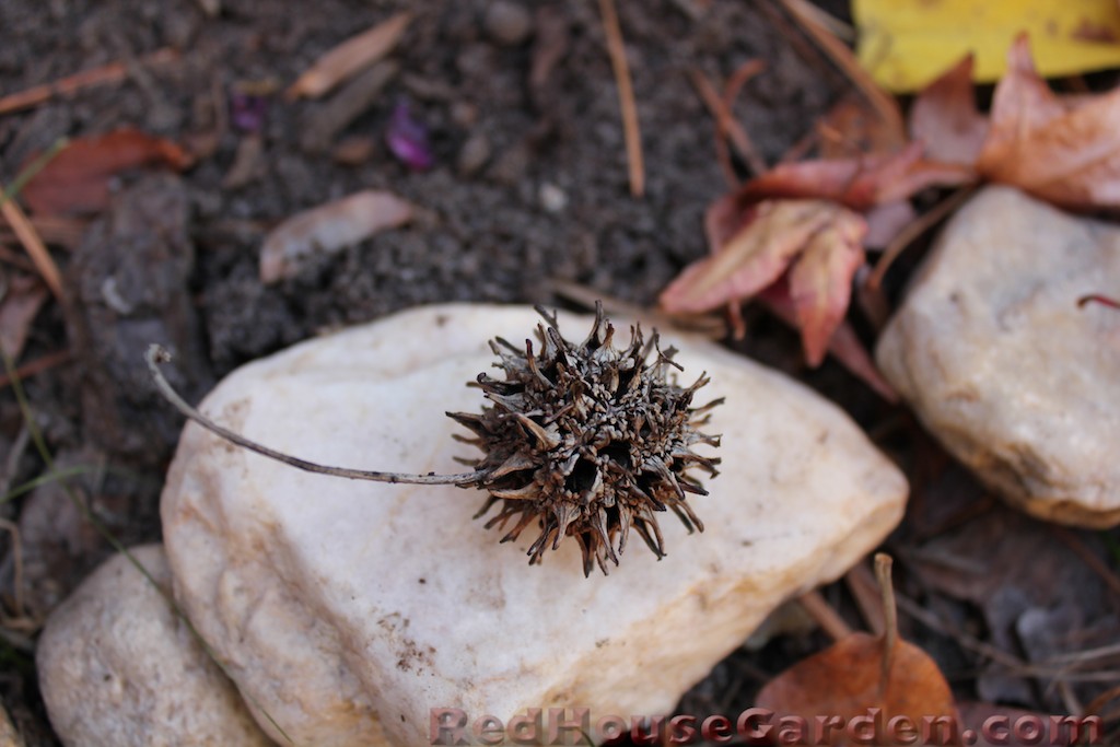 Beechwood Landscape Architecture And Construction Day Of The Buddleia