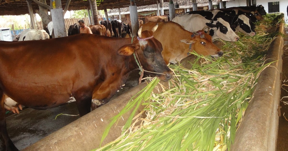 NGO News blog, NewsLine Drought hits dairy farmers in