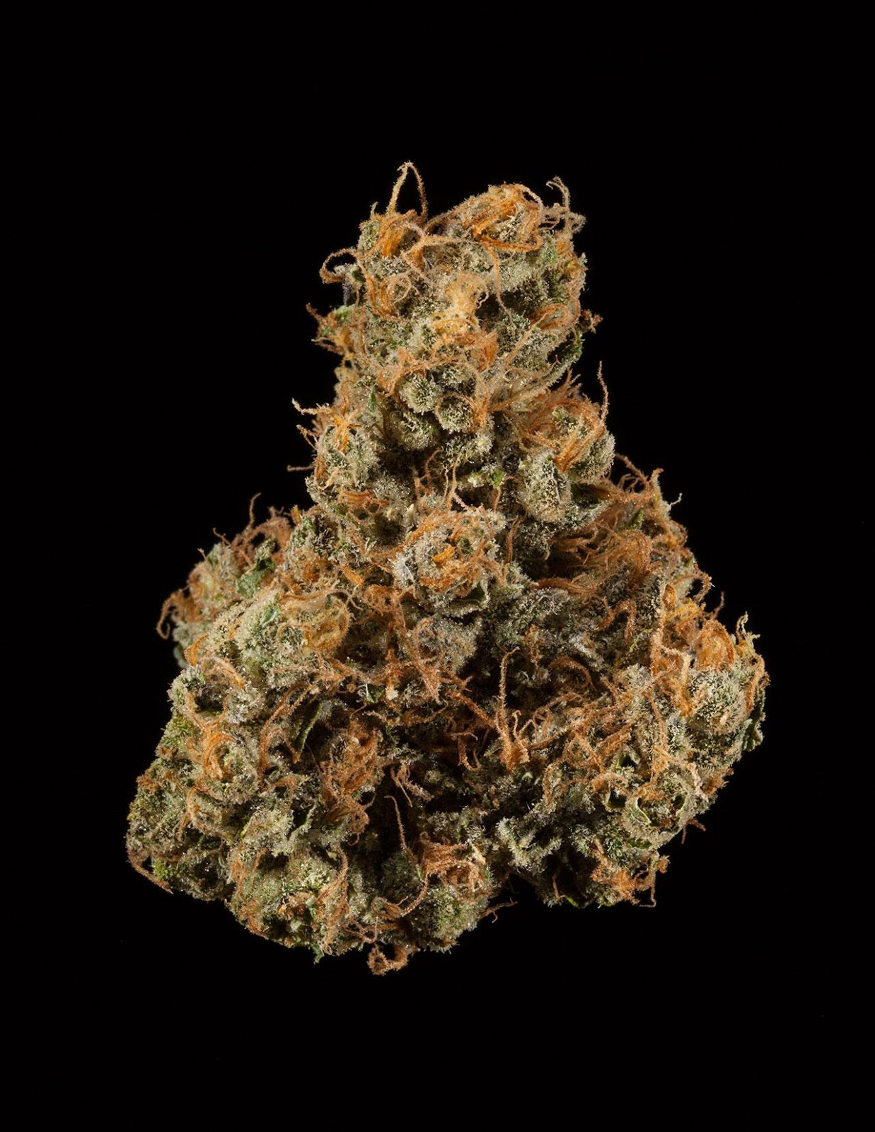 C.K.F. Tangie C.K.F. Tangie