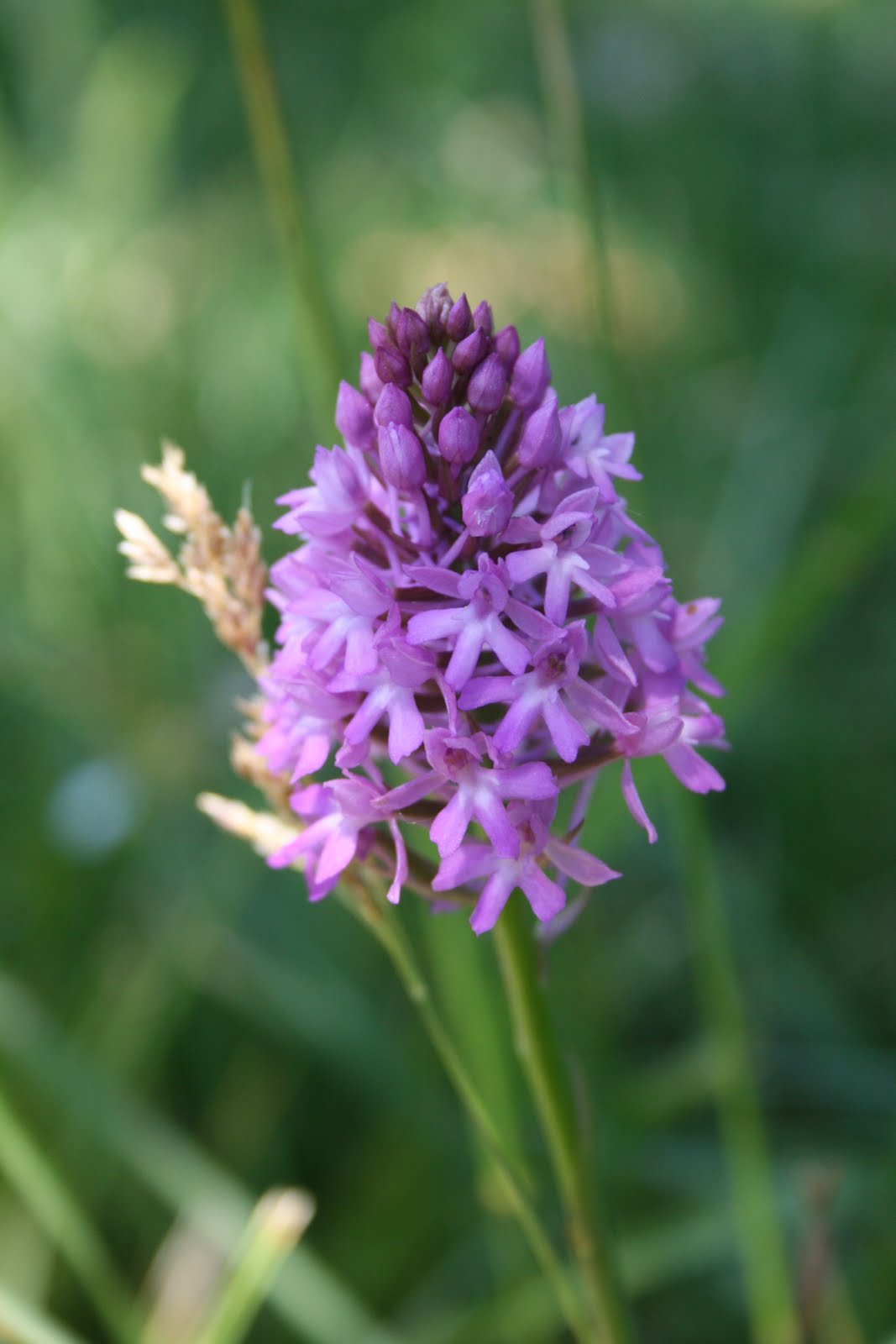 A new life in rural France: Wild Orchids