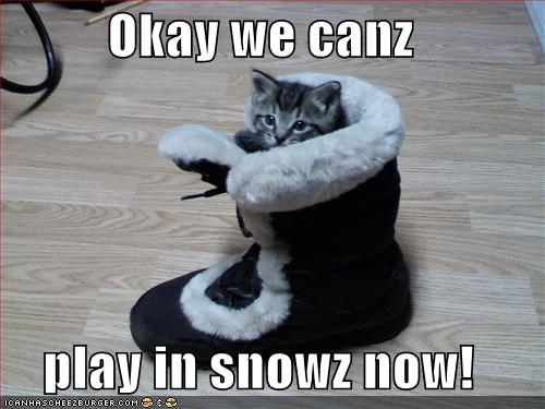 funny-pictures-kitten-wants-to-play-in-the-snow.jpg