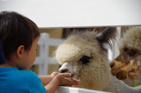 新潟ペンタ ガタペンタ 新潟市の動物ふれあいセンターの毛を刈り取られたアルパカ達