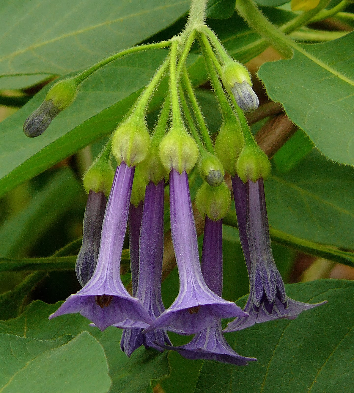 Ian Fraser Talking Naturally