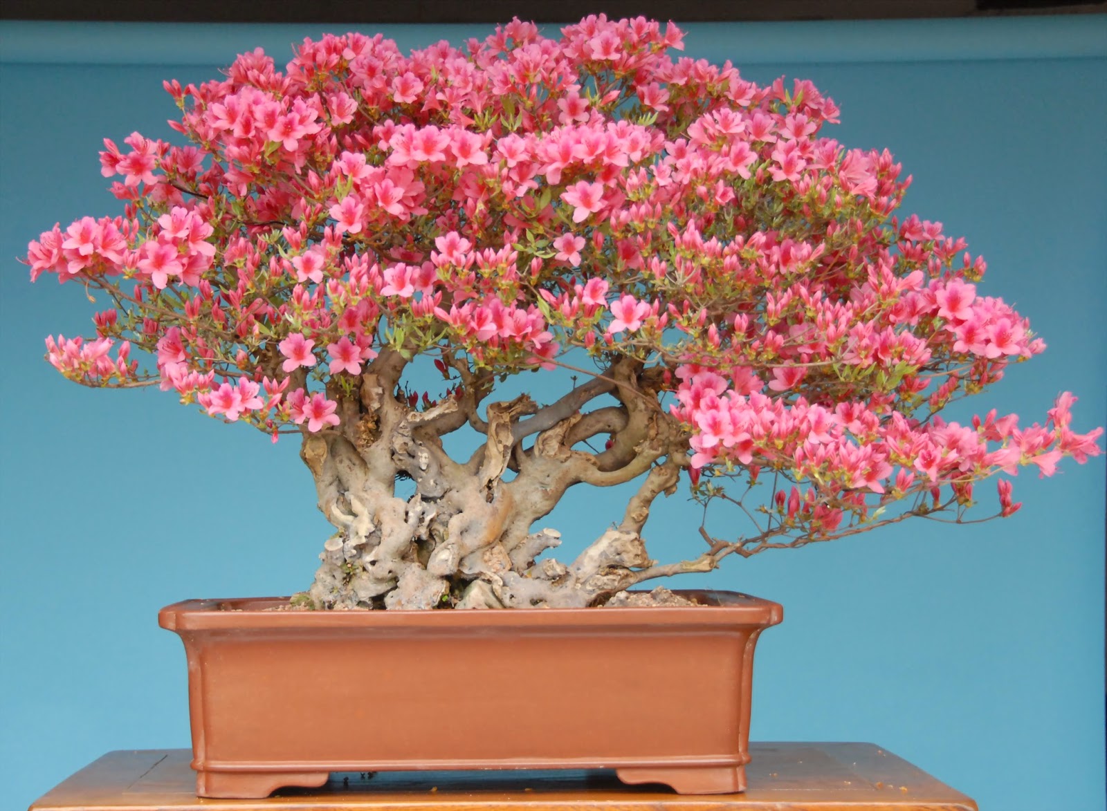 Azalea Anã Pink para Bonsai