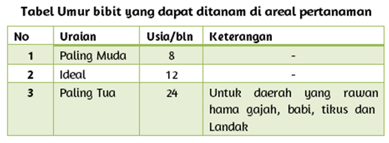 Pembibitan Utama (Main Nursery)