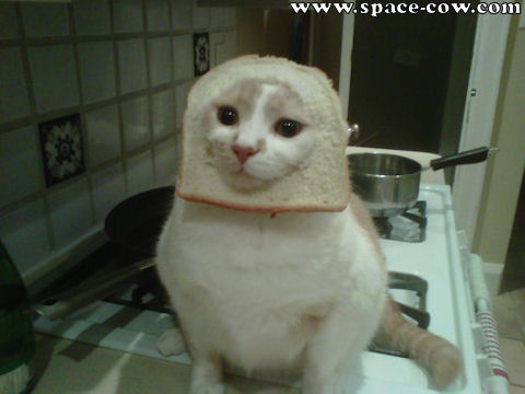 funny bread helmet