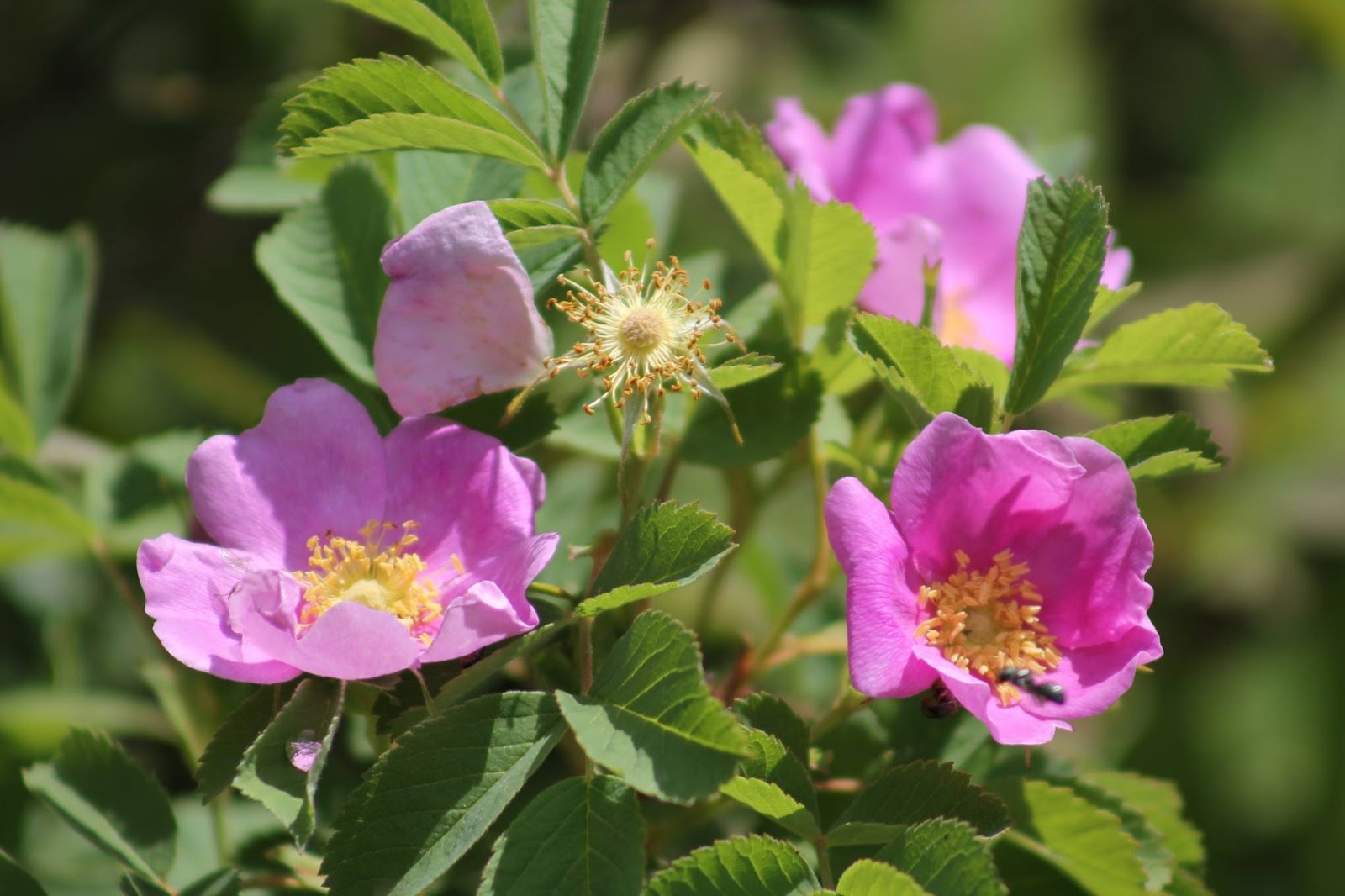 Likeness in a Change of Scenery Northern Minnesota Wildflowers