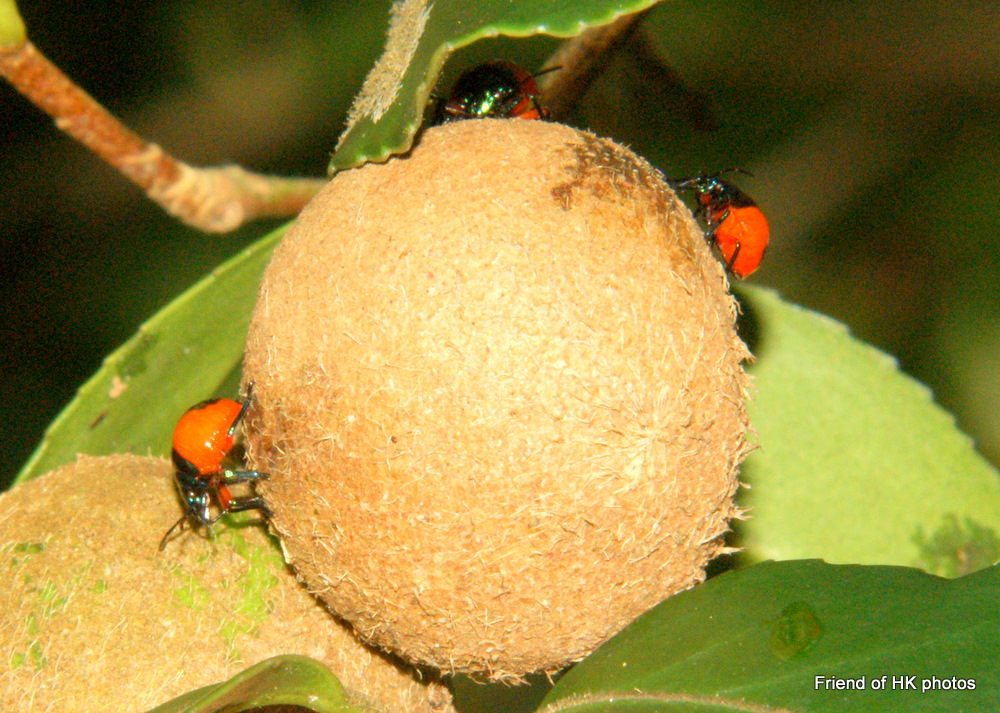 Photographic Wildlife Stories in UK/Hong Kong Colourful Bugs