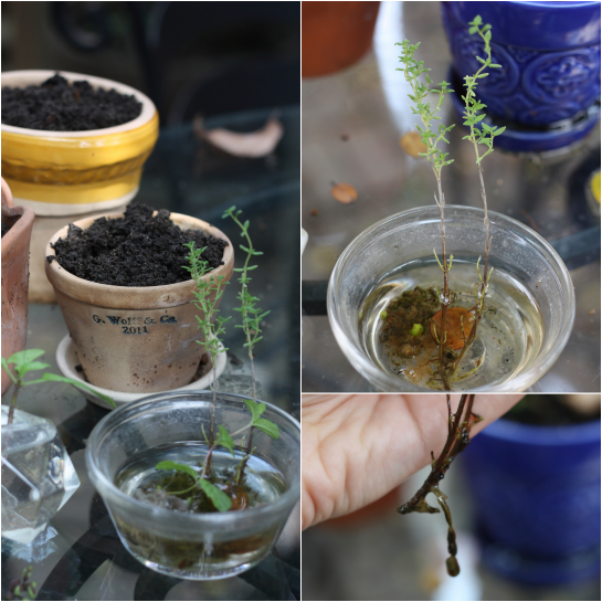 It's About Thyme 17 Apart