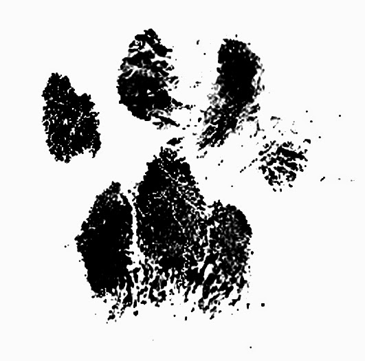 It's all about the cats! Custom paw print stamp for Ringo