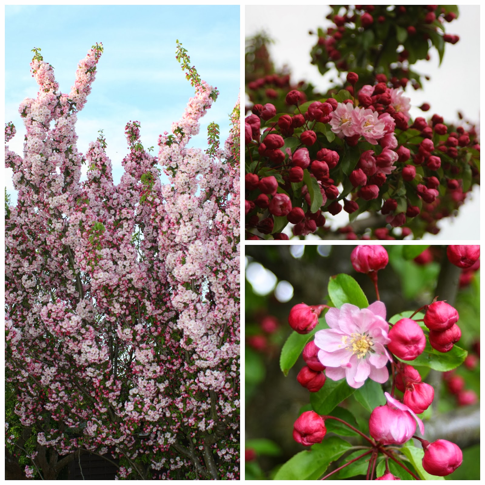 Top 95+ Pictures Can Cherry Blossom Trees Grow In North Carolina Full