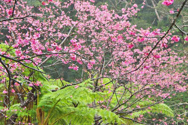 ferns, mountain, flowers, sakura, cherry trees