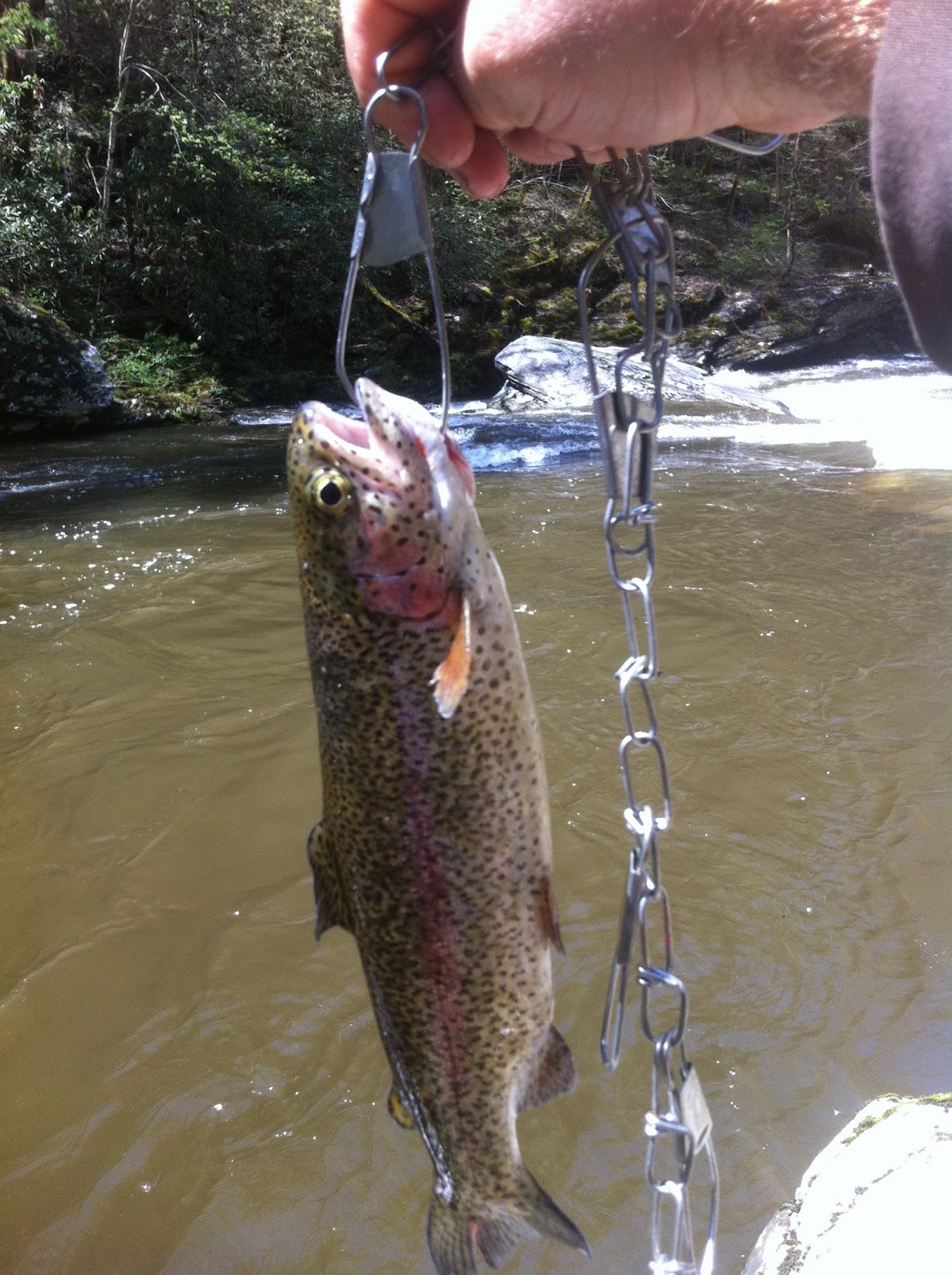 Tellico River Trout Fishing A Tourist Perspective Tellico River where