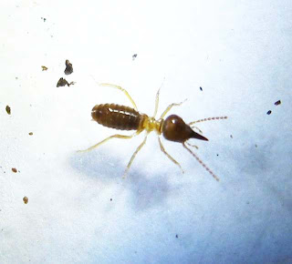 A Bulbitermes termite soldier