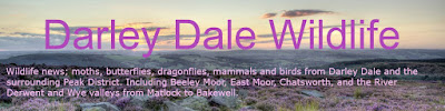 Darley Dale Wildlife