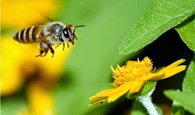Arılar neden ve nasıl vızıldar?