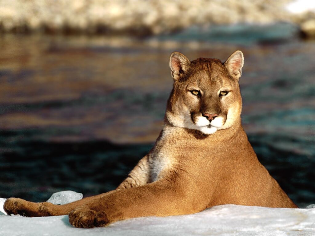 http://2.bp.blogspot.com/-BanNuSnvtCY/TdVzLw_Xr6I/AAAAAAAABDo/Th2jALPzXA0/s1600/sfondo+puma+coguaro.jpg