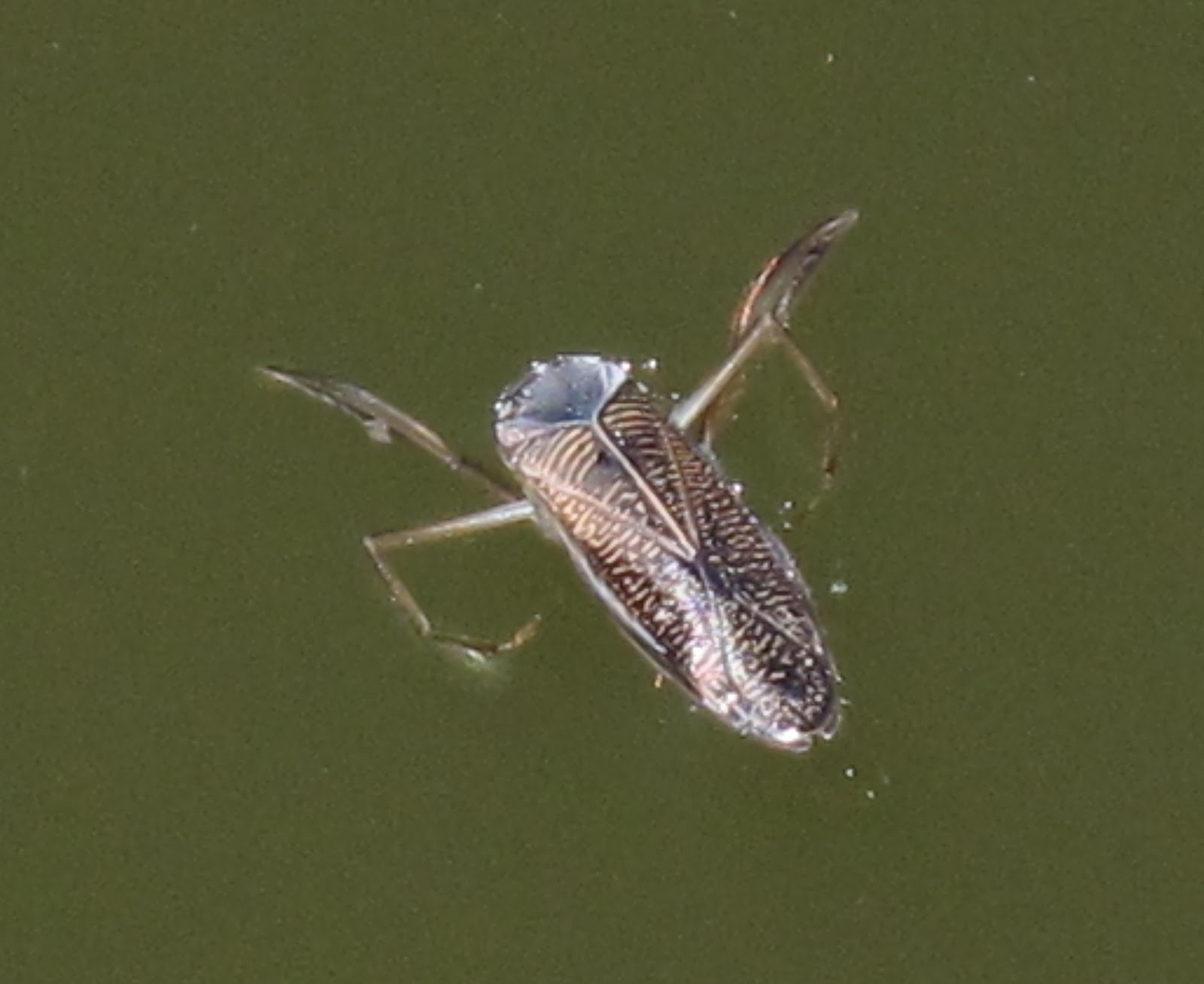 dragonfly larvae predators dragonfly larvae predators